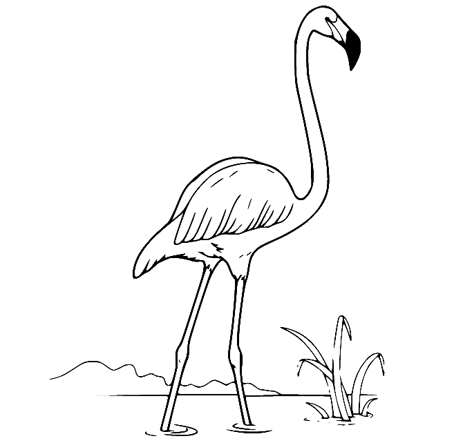 Andean Flamingo Coloring Pages