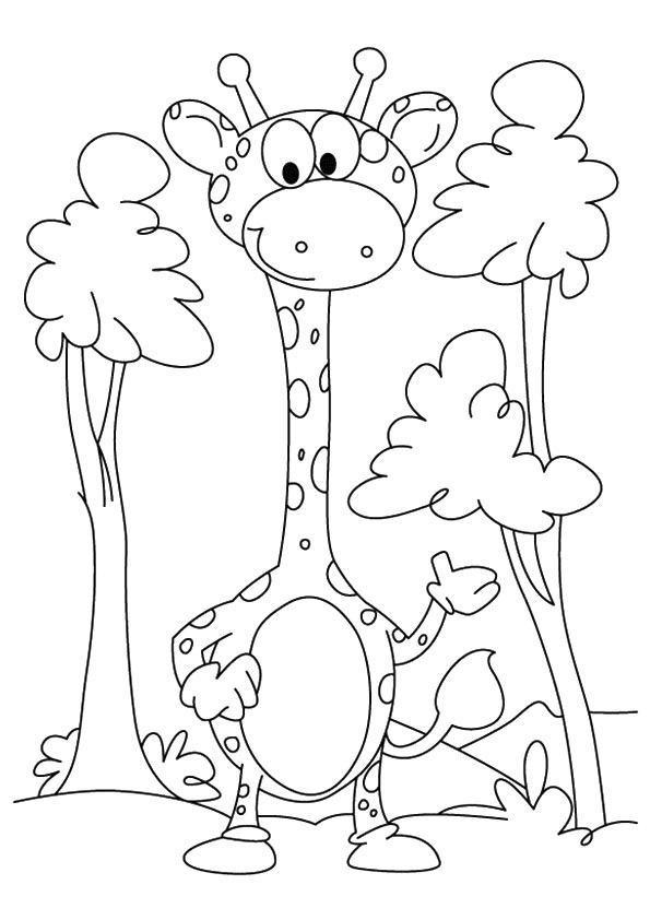 Bébé girafe parmi les arbres de Girafes