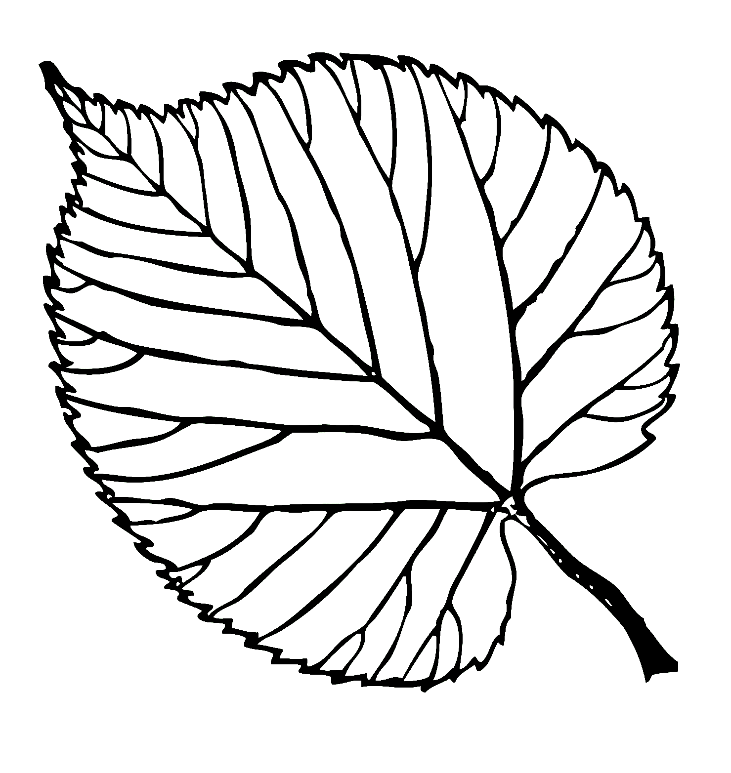 Lindehoutblad van Leaf