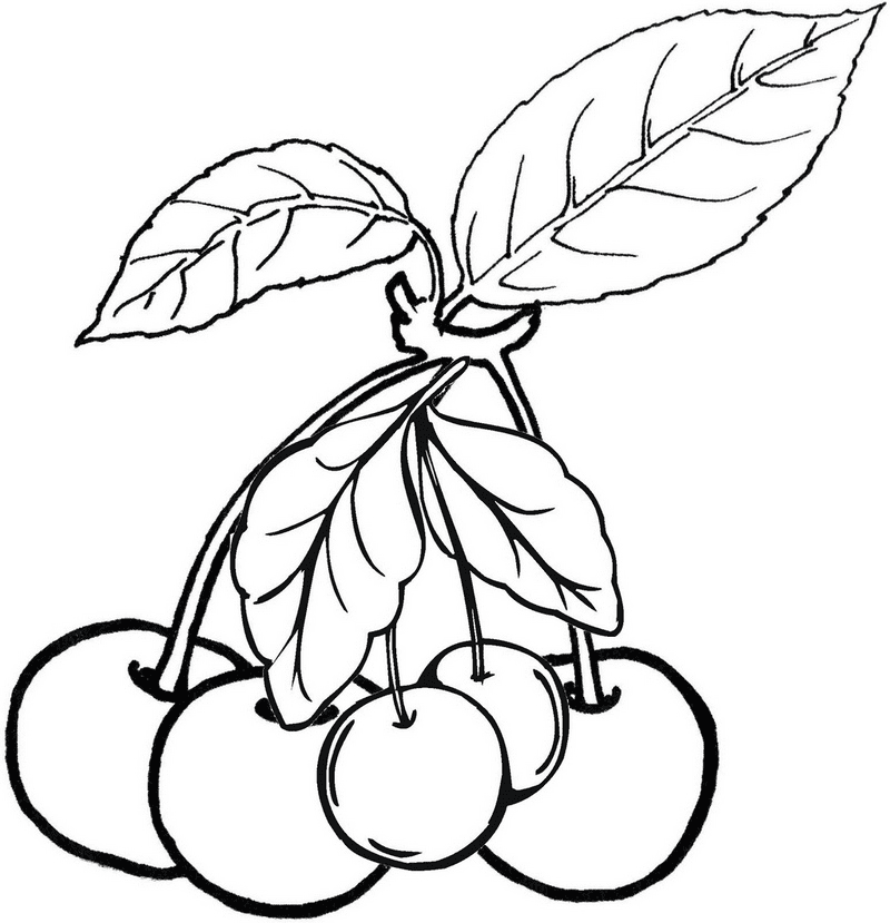 Cherries Fruit Coloring Page