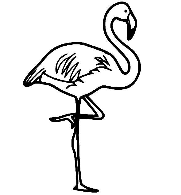 Chilenischer Flamingo von Flamingo