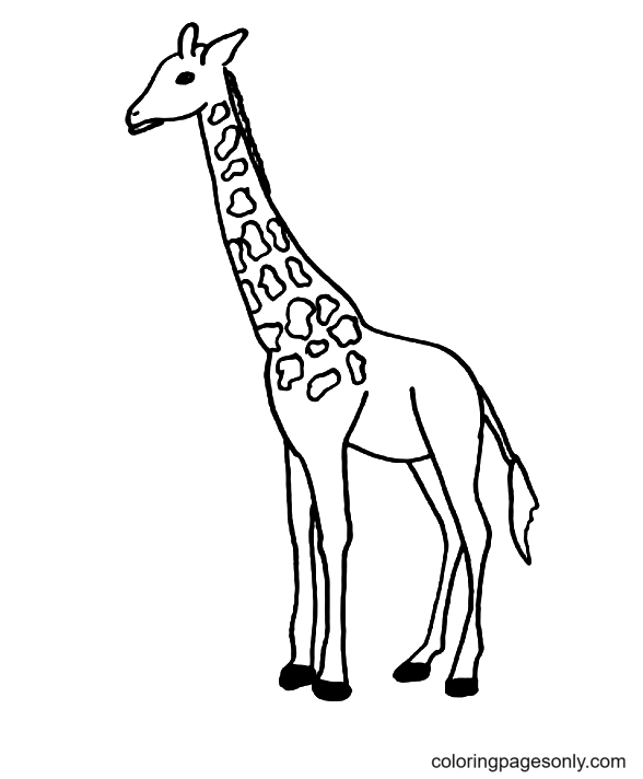 Giraffen von Giraffen