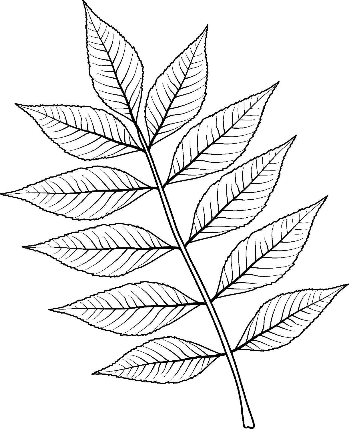 Foglia di frassino europeo da Leaf