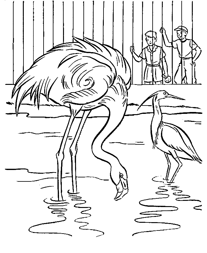 Flamingo Zoo Animals Coloring Page
