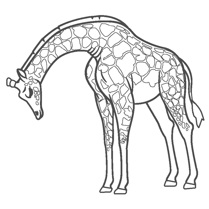 Giraffes Printable Coloring Pages