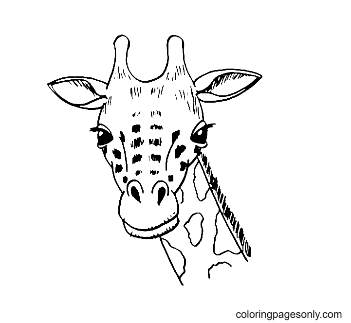 Голова жирафа из жирафов