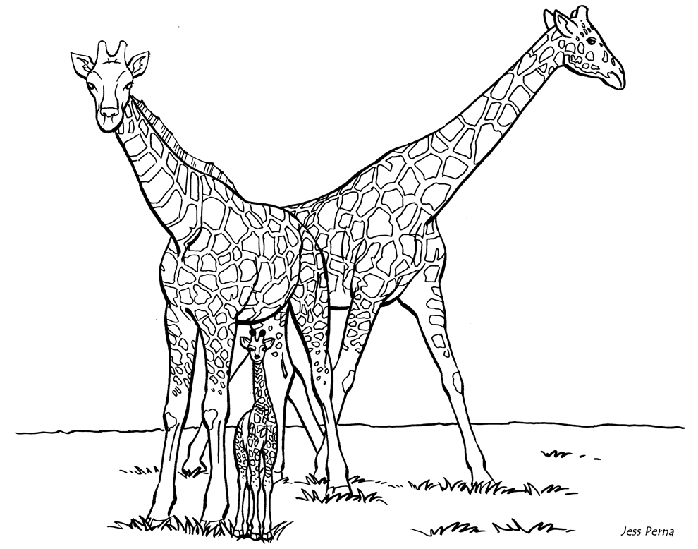 Giraffe Pictures Coloring Page