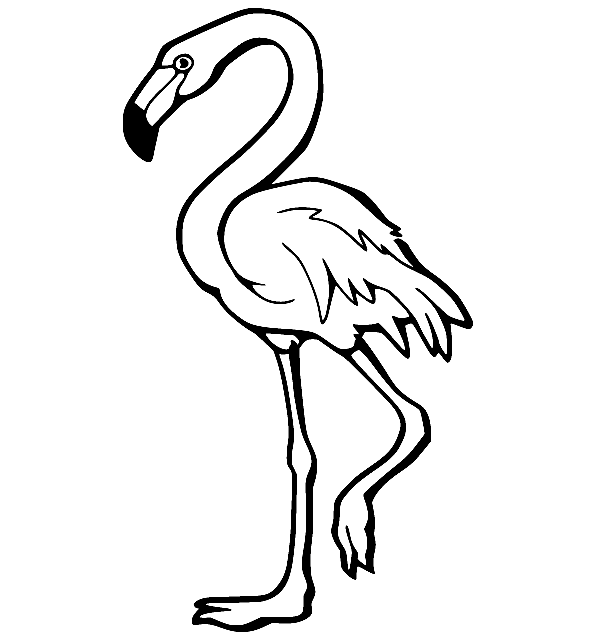 Greater Flamingo Coloring Page