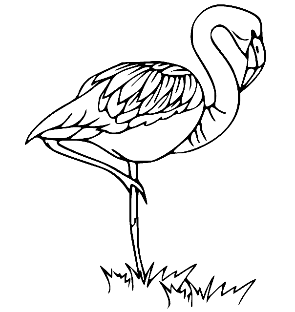 James Flamingo Coloring Page