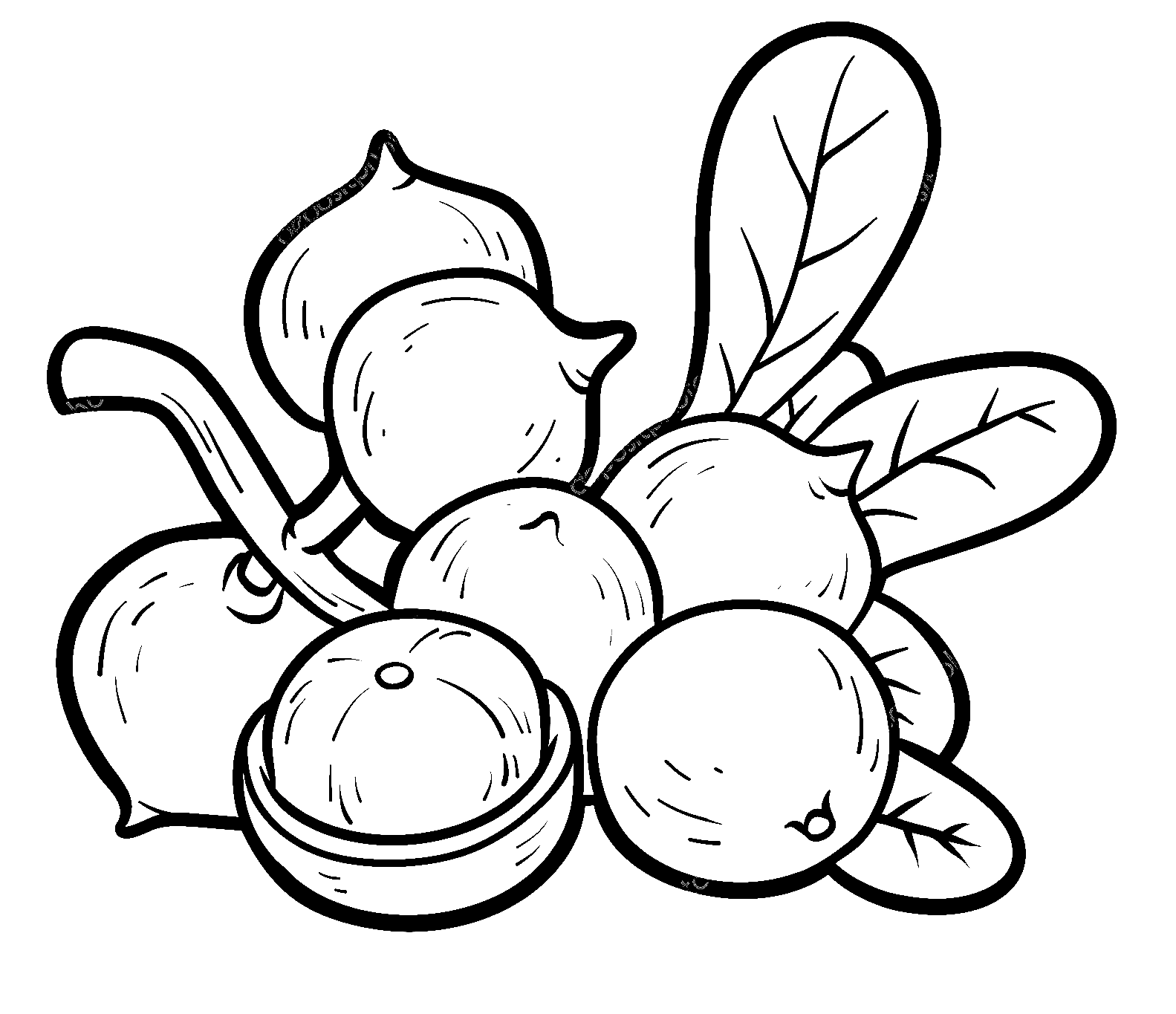 Macadamia Coloring Pages