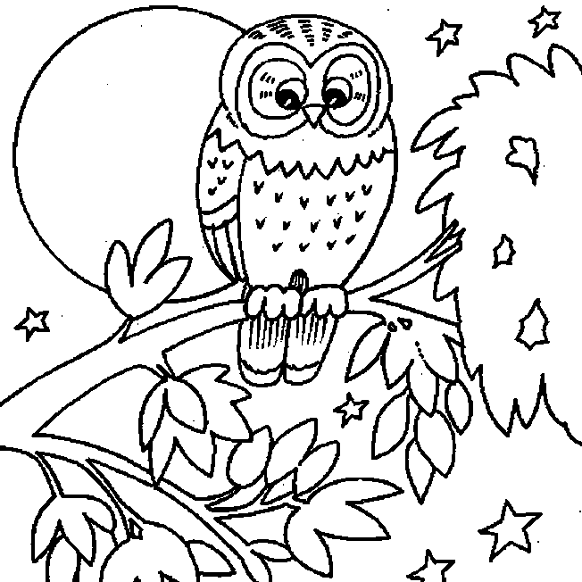 Owl In Tree At Night Coloring Pages