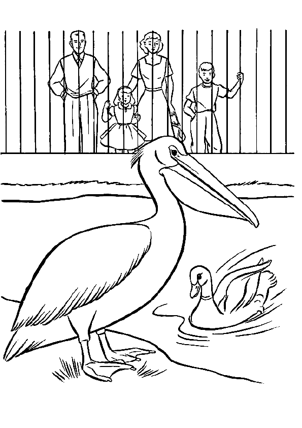 Pelican and Duck in Zoo Coloring Page