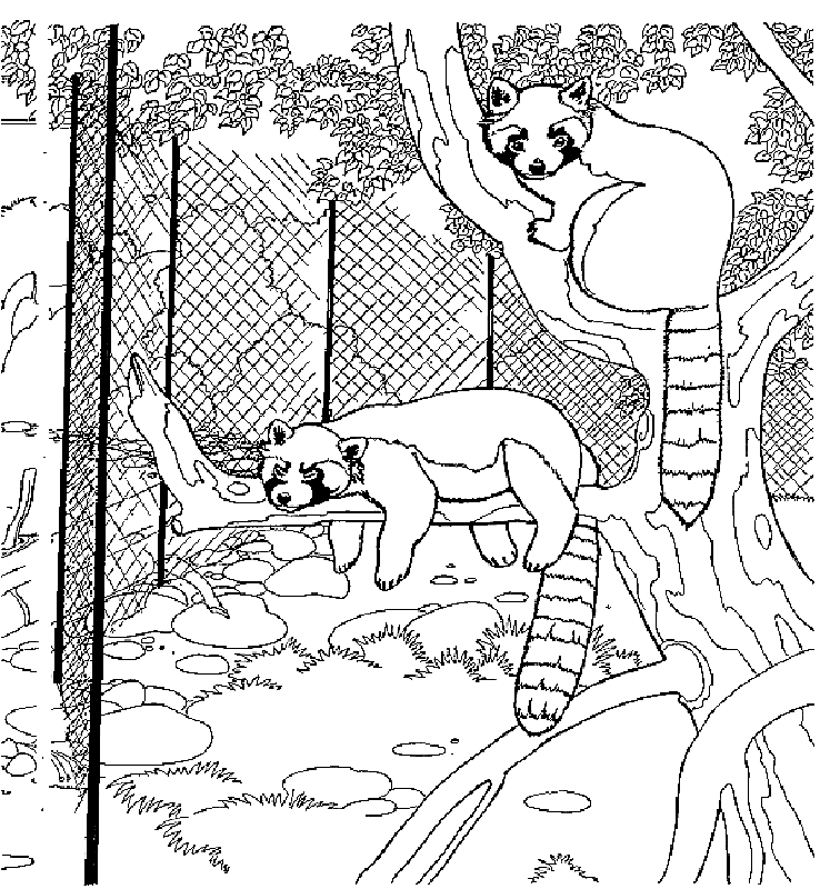 Raccoon Zoo Animals Coloring Page
