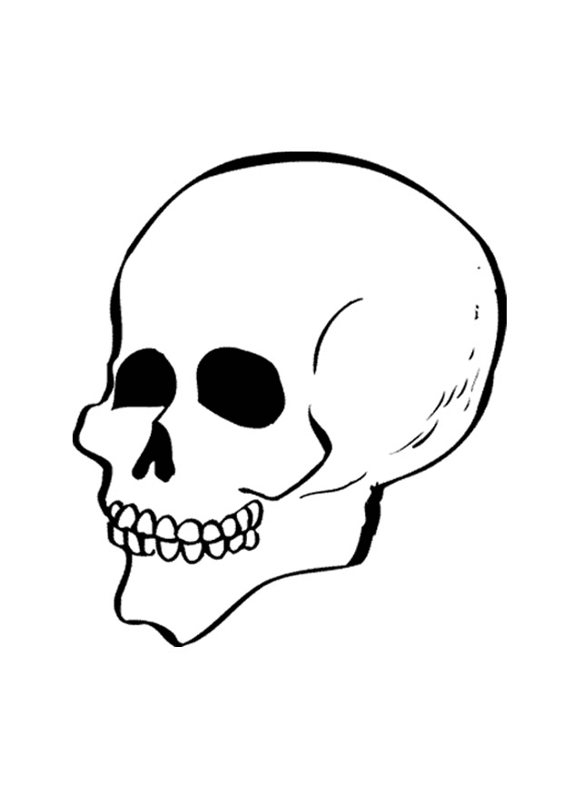 Images de crâne de crâne