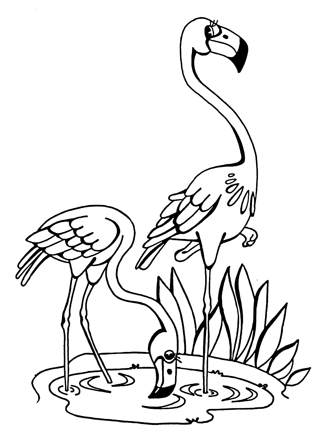 Two Flamingos in the Water Coloring Pages