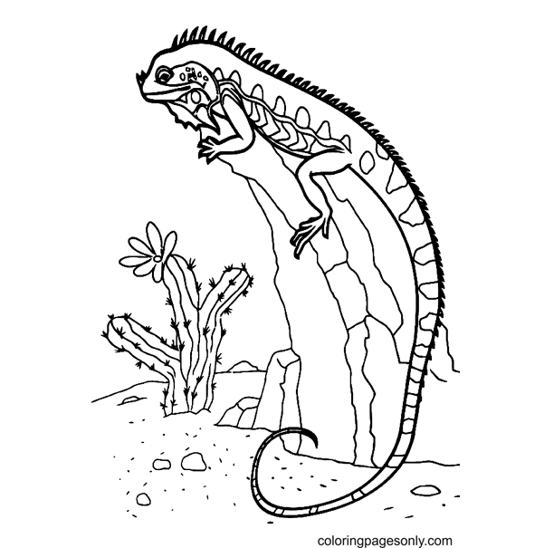 A Lizard Coloring Pages