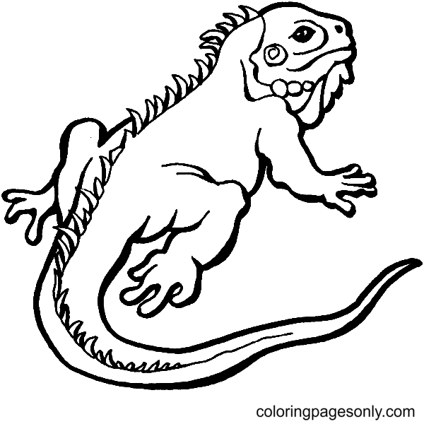 A iguana Coloring Page