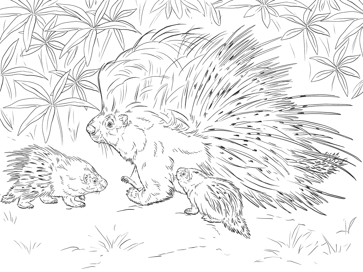 Porco-espinho de crista africano de animal realista