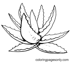 Aloes Coloring Page