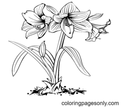 Amaryllis Coloring Page