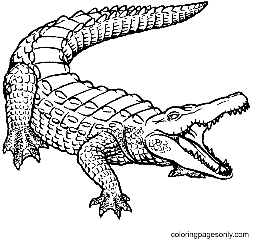 Amerikaanse alligator kleurplaat