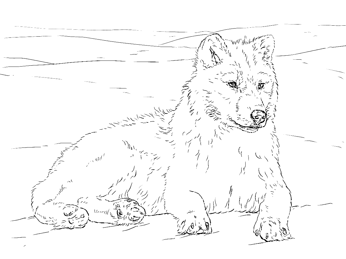 Arctic Wolf Coloring Pages