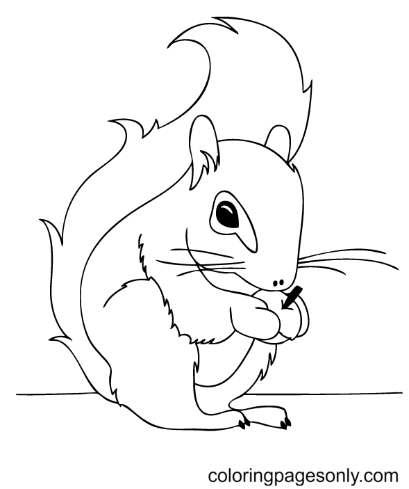 Baby Squirrel for Kid Coloring Pages