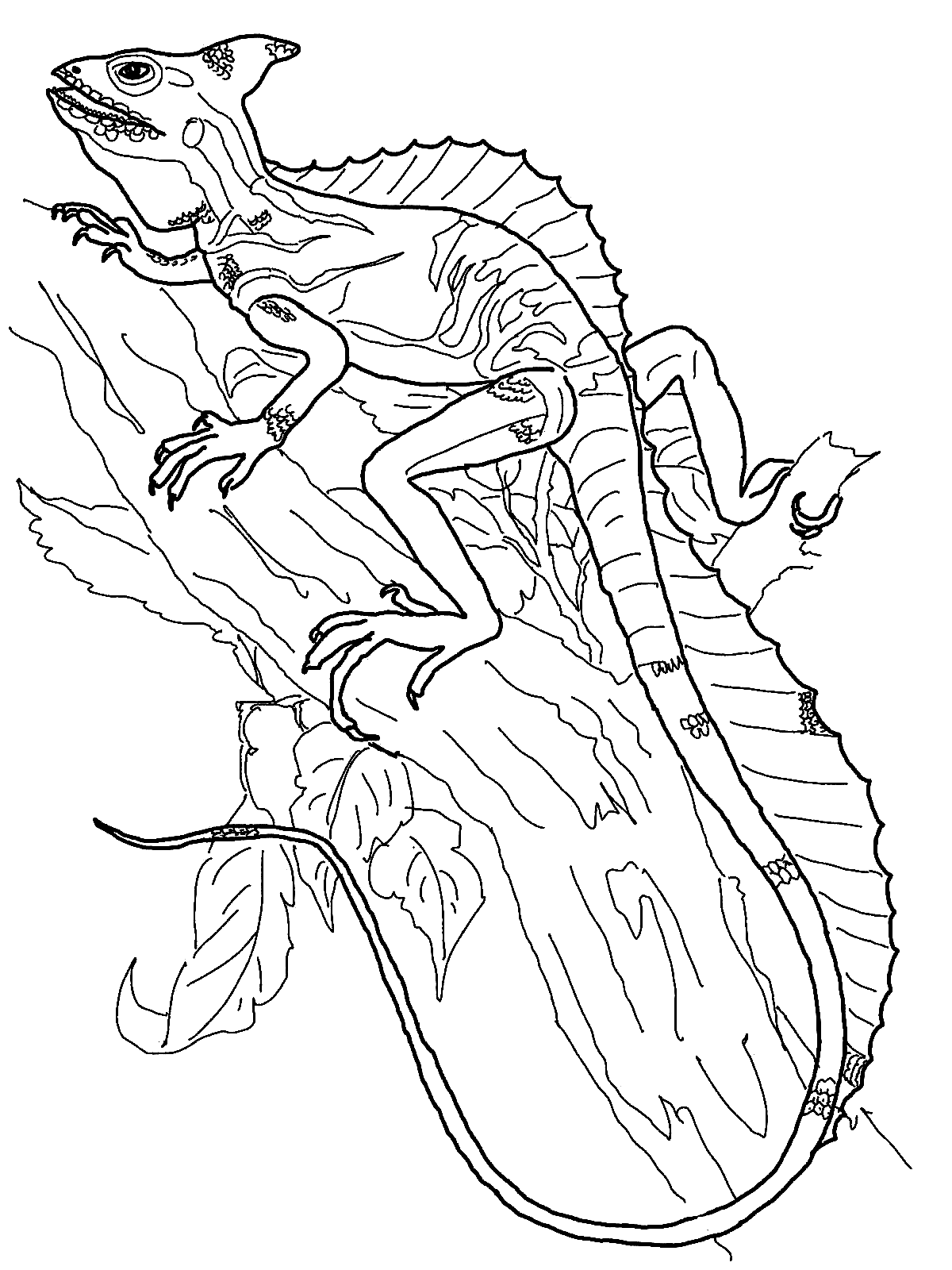 Basilisk Lizard Coloring Page