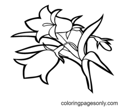 Bellflower Coloring Pages