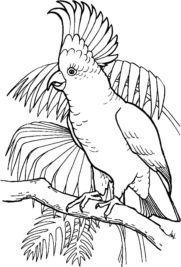 Grande Cacatua do Papagaio