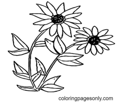 Black-eyed susan Coloring Pages