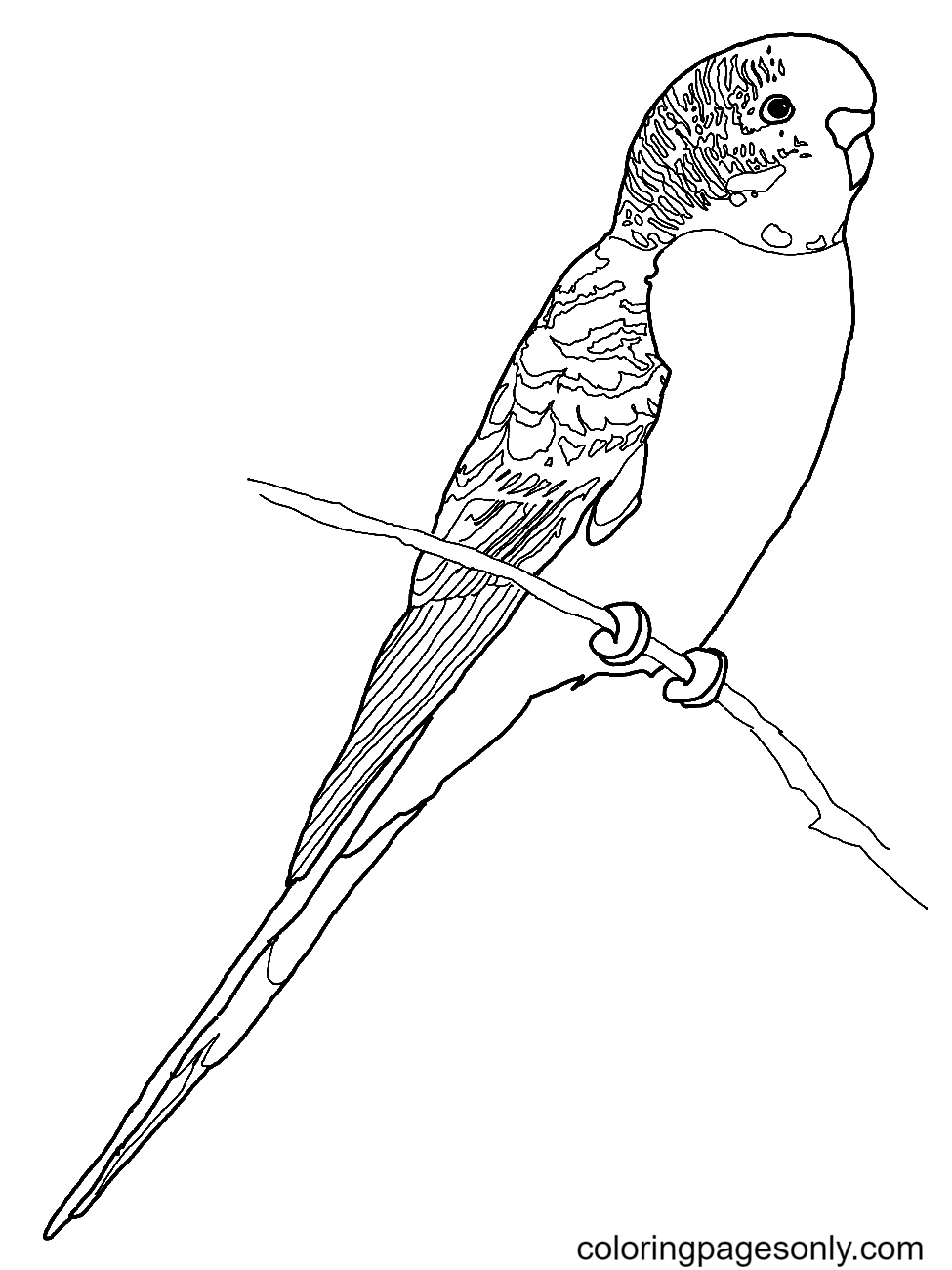 Budgerigar Parrot Coloring Page