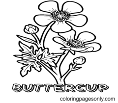 Malvorlagen Butterblume Blume