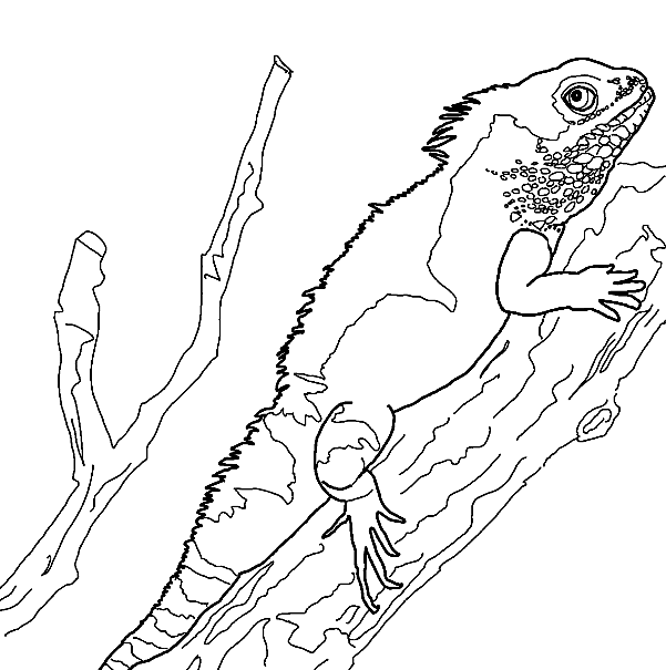 Chinese Water Dragon Coloring Pages