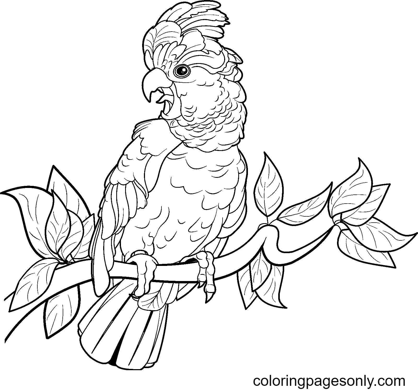 Раскраски попугая для 8 лет