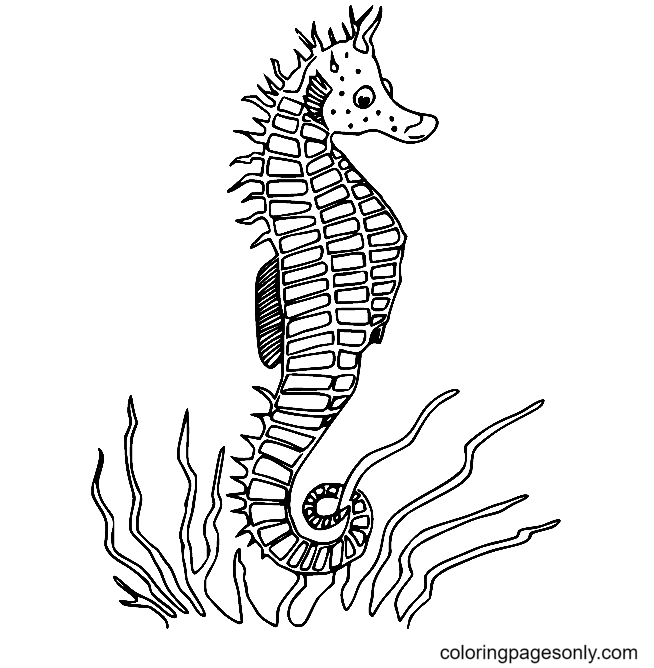 Common Seahorse Coloring Page