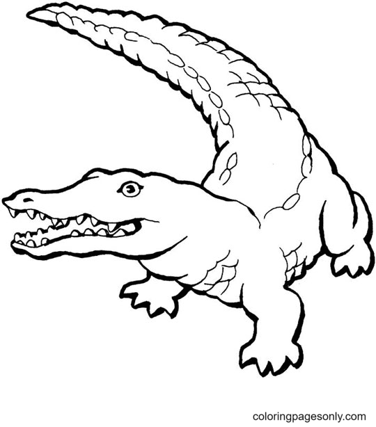 Krokodil Alligator Kleurplaat