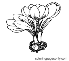 Crocuses Coloring Pages