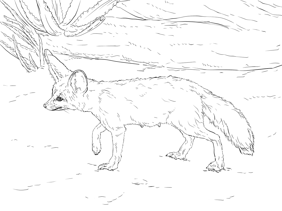 Curious Fennec Fox Coloring Page