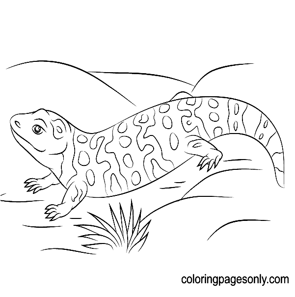 Cute Gila Monster Coloring Pages