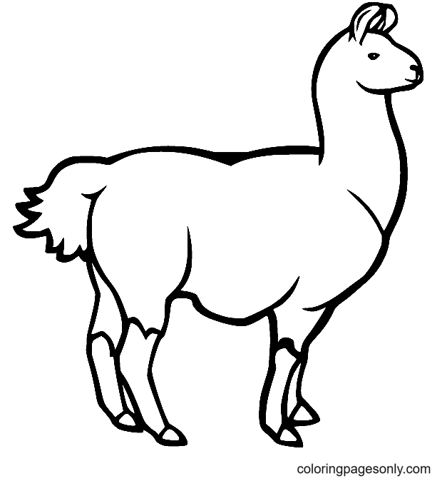 来自 Llama 的胖 Llama