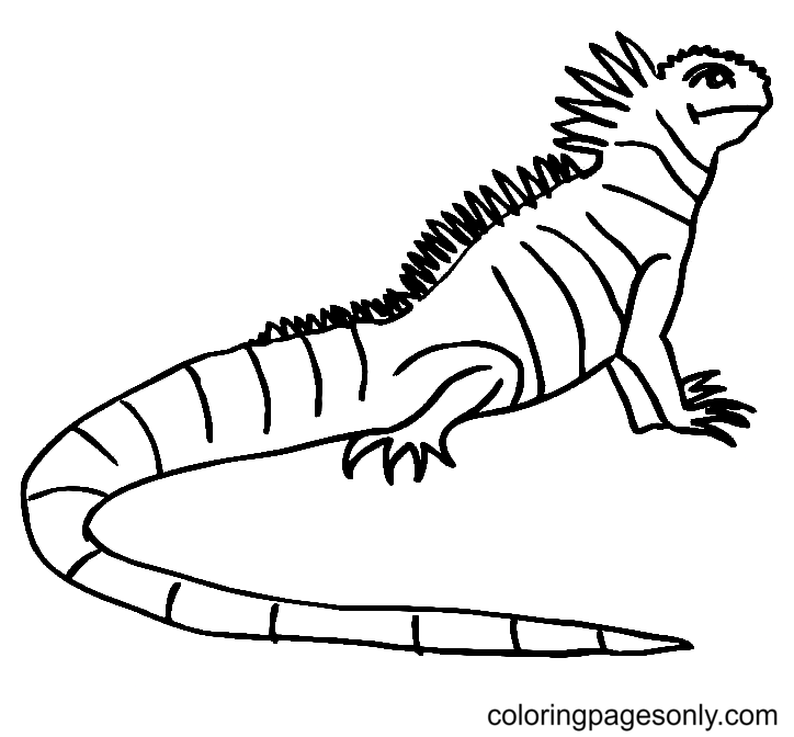 Focused Iguana Coloring Page