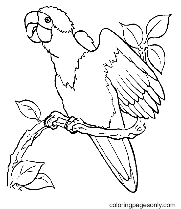 Free Parrot Coloring Pages