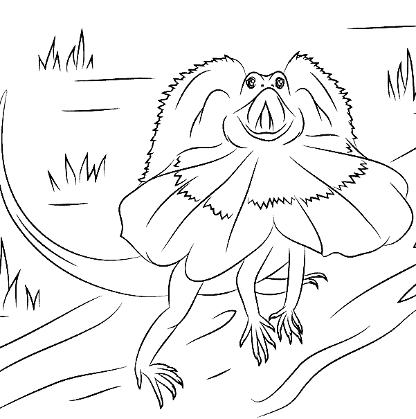 Frilled Dragon Lizard Coloring Pages