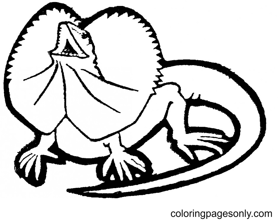 Frilled Neck Lizard Coloring Page
