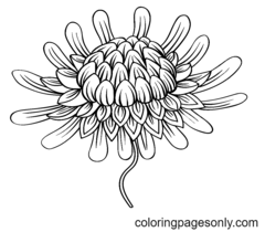 Páginas para colorir de flor de gengibre