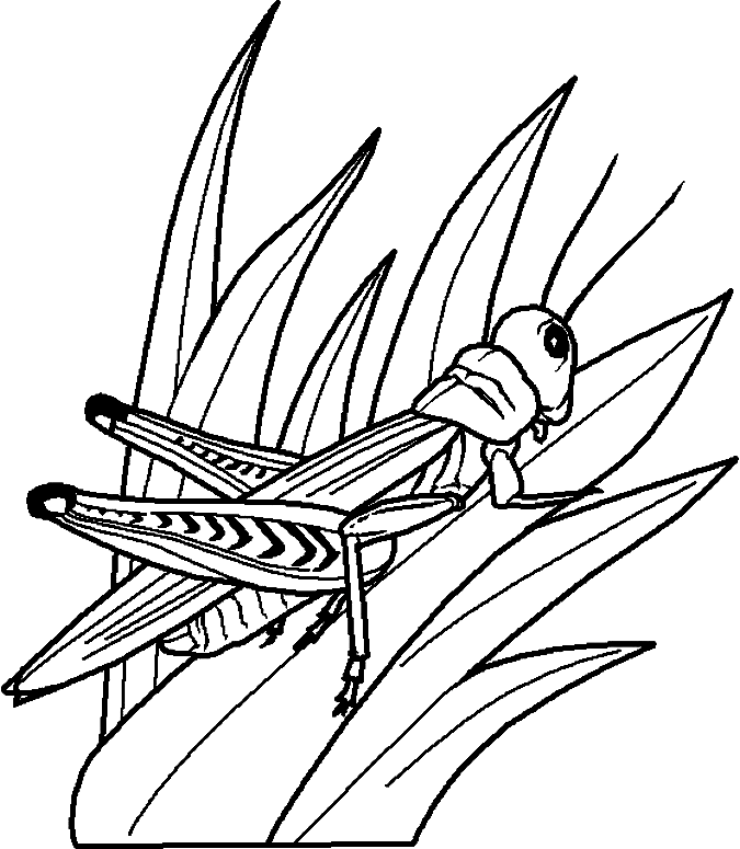 Grasshopper on Grass Coloring Pages