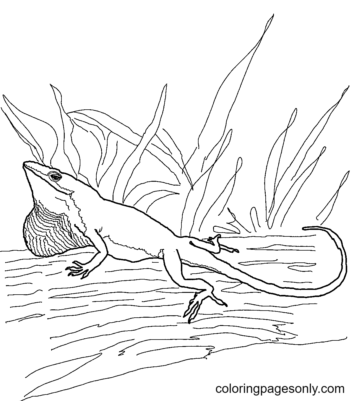 Green Anole Lizard Coloring Pages