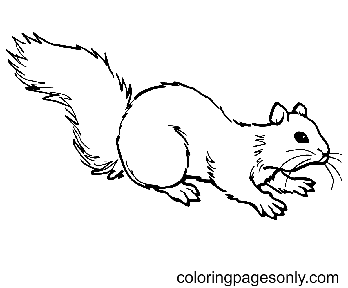 Grey Squirrel on Ground Coloring Pages