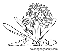 Hyacinthus Kleurplaten